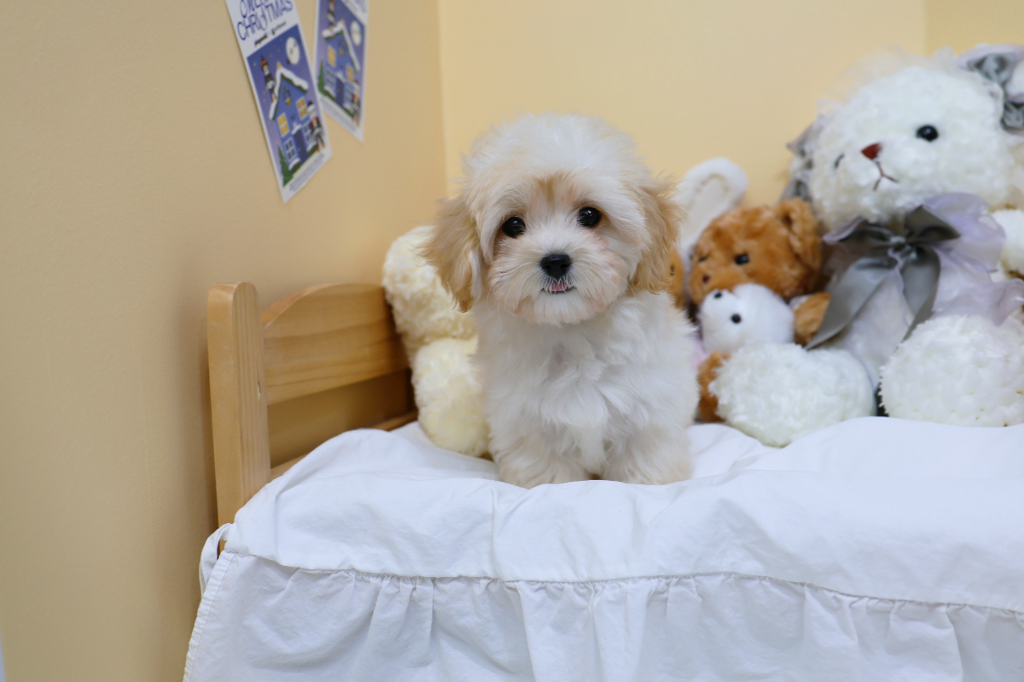 Ȯ�� �̹���